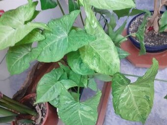 Syngonium 3 - 1