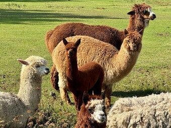 Lama Alpaka koupím