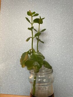 Kalanchoe