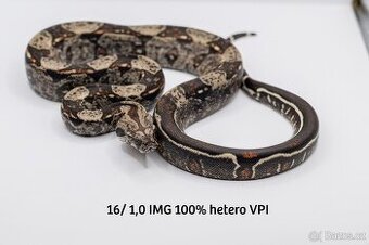 Hroznýš královský IMG het VPI