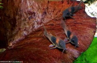 Pancéřníček Venezuelský - Corydoras Venezuelanus Orange