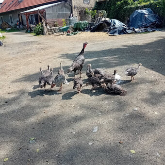 Krůta bronzová se šestnácti krůťaty