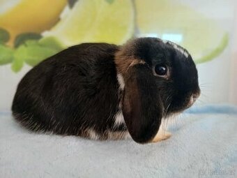 Volná samička - Anglický Zakrslý Beránek MiniLop🍑🧡🤍