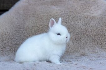 Zakrslý králík s rodokmenem
