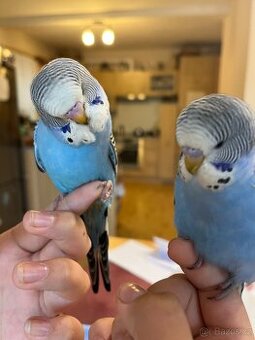 Ochočená andulka mládě