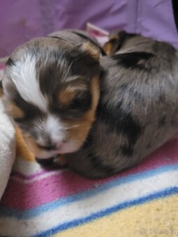 Jorkširský teriér