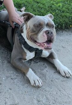 American Bully pocket krytí