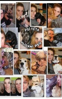 Pohlidám vašeho pejska. Plzeň