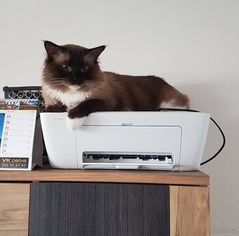 Nabidka krytí ragdoll seal mitted bez PP