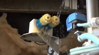 dojicí technika na krávy