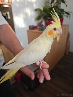 korela perlová lutino