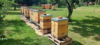 Vyzimovaná včelstva 39x24