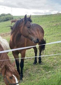 Predám 3,5letého valacha