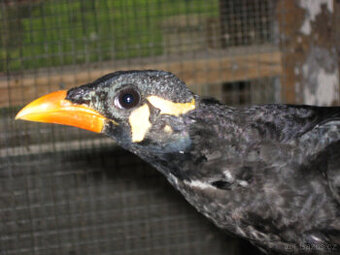 Loskutak posvátný, beo