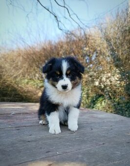 Australský ovčák s PP