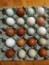 Násadová vejce