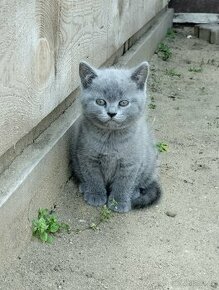 Britská modrá koťátka