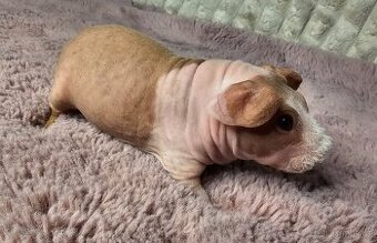 Skinny morče samec s PP - 1