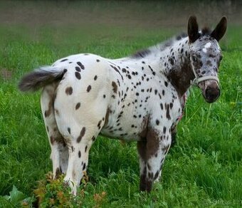 Appaloosa