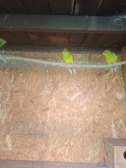Kakariky