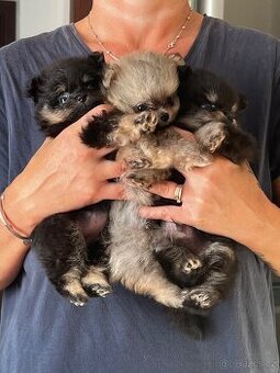 Pomeranian - PureLivePuppy FCI