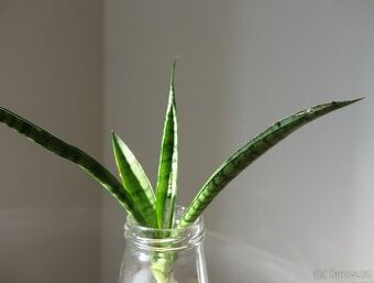 Tchynin jazyk, Sansevieria, hybrid