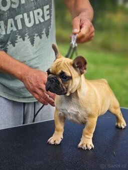 Francouzsky buldoček s PP