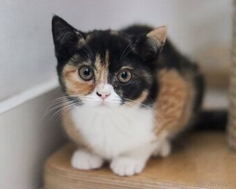 Britská koťátka s PP právě k odběru