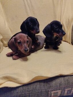 Jezevčík hladkosrstý trpasličí- králičí s PP