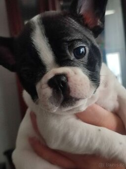 Štěně francouzského buldoka od titulovaných rodičů