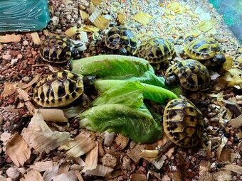 Želva zelenavá