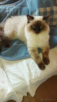 Ragdoll kocur na krytie