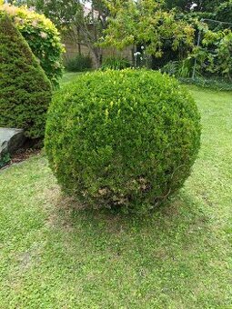 Vzrostly buxus