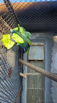 Prodám  amazoňany žlutohlavé panamské,vínorudé