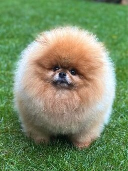 Pomeranian s PP FCI, pes