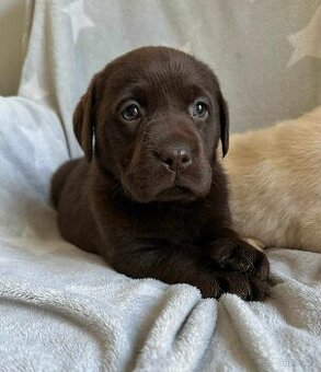 štěně labrador a hnědá fenka IHNED (platné do smazani)
