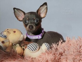 Rusky toy hladkosrstý s PP FCI