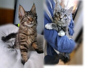 mainská mývalí koťátka ( MCO )