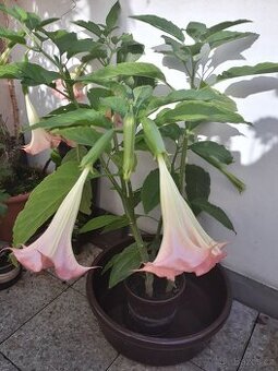 Durman - rok stará zdravá rostlina