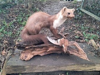 Trofeje, trofej, parozi, parohy, preparace