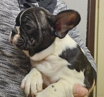 Francouzský buldoček