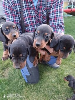 Jezevčík trpasličí