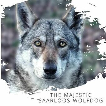 Saarloosův vlčák - štěňátka s PP