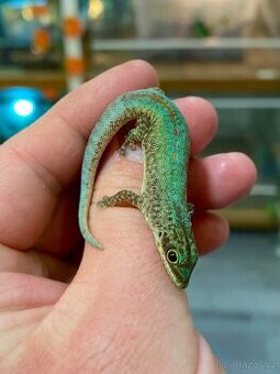Samec Phelsuma Robertmertensi