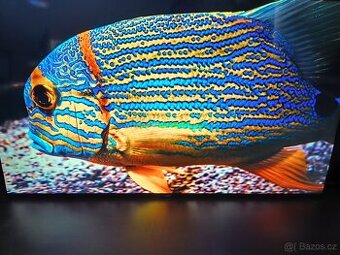 Samsung Smart 140 cm