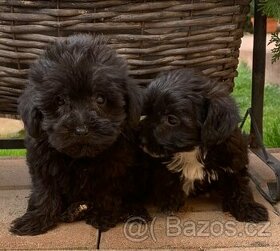 Yorkipoo f1  ( york X toy pudl )