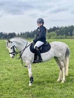 Klisna Welsh pony