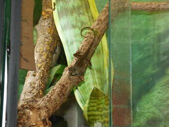 Anolis šedý (Anolis sagrei) 1,1