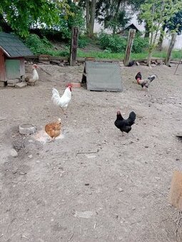 Kohout