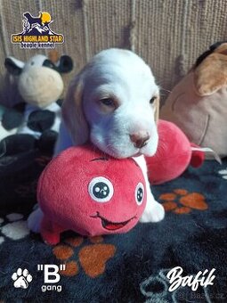 Beagle s PP - 1
